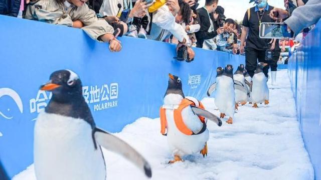 哈尔滨极地公园最大规模“淘学企鹅冰雪巡游”11月15日全城开启