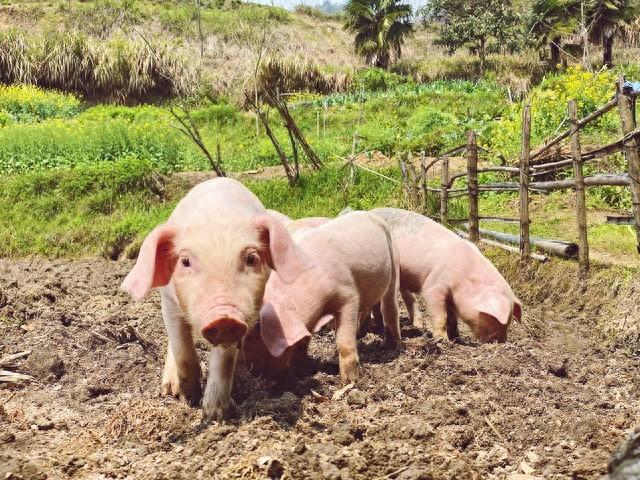 生肖猪，会有事发生！周三，12月17日到12月19日！