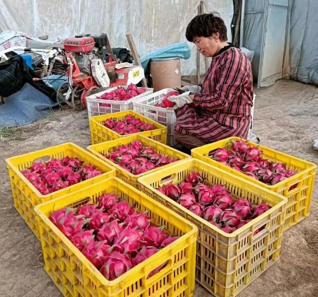 陕西铜川：“南果北种”有多难？