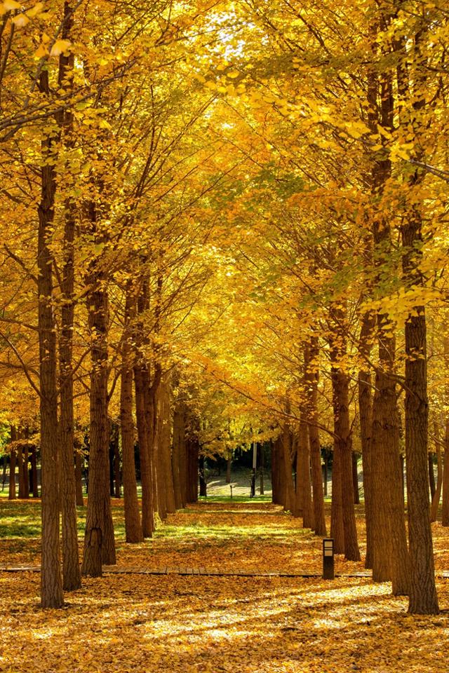 北京小众银杏林，郊外静谧的金色海洋，朝阳平房公园