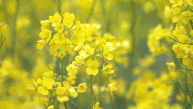 大美天水 | 花海上新！来天水，看“油”画里的春天~