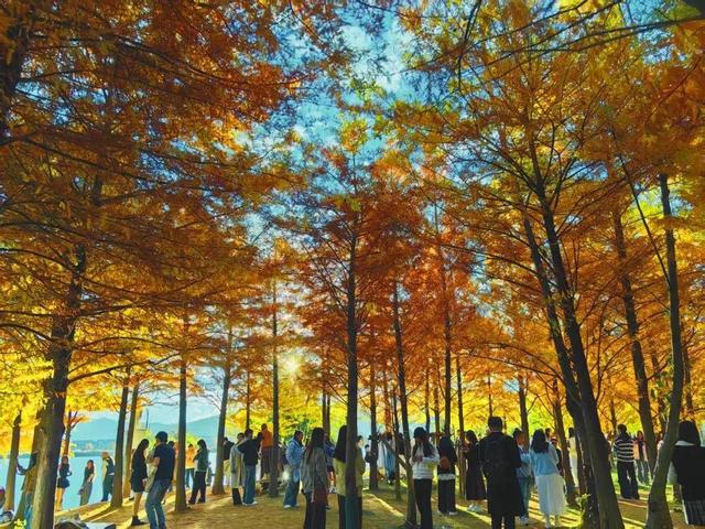丽江初冬藏不住了！中济海公园的水杉变黄了，随手拍都是大片