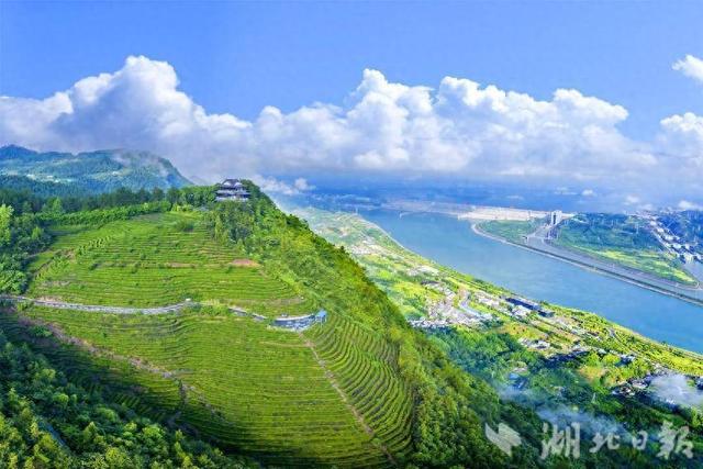 夷陵：坝上茶园风景美
