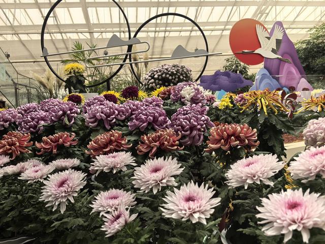北京国际鲜花港10万平方米花海盛放，国庆增加绚丽夜场