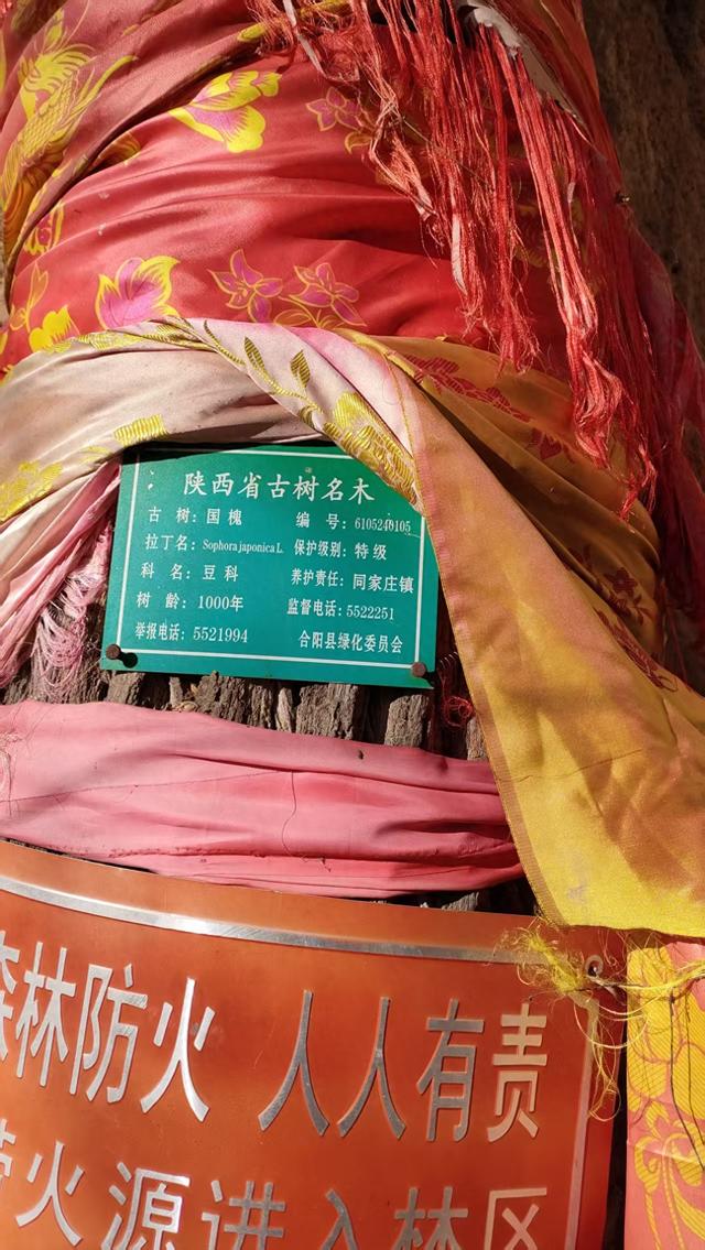 访同家庄千年古槐