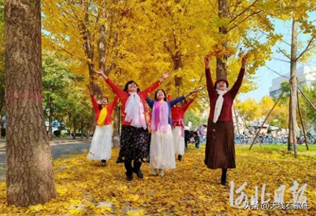 石家庄市新华区丨银杏金黄引客来 市民赏景享盛宴