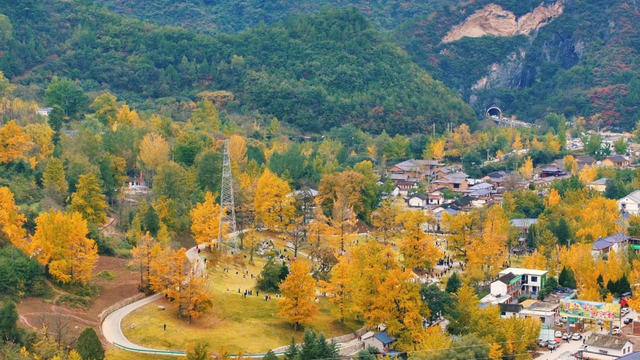 田河村：银杏雨落满地金，古村新韵引客来