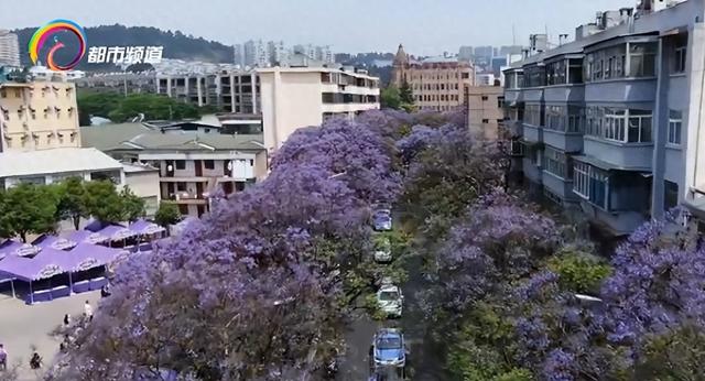 我不信你不心动！蓝花楹、泥石流赛车、华晨宇演唱会→这个五一假期昆明“玩场”太多了！