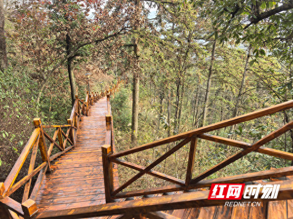 湖南中坡国家森林公园里的木栈游步道已修缮一新即将开放