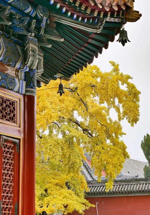 博物馆秋之旅｜相约“银杏季”！北京艺术博物馆银杏迎来最佳观赏期