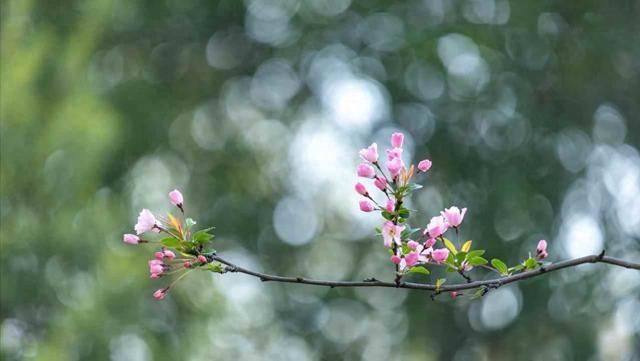 我家兄妹三个母亲跟我养老，每月给我3000生活费	，两个哥哥不乐意