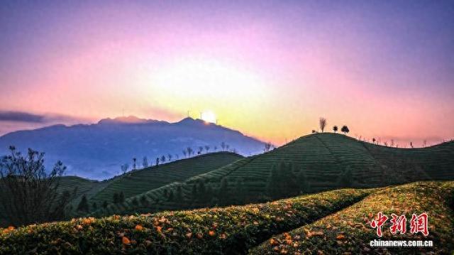 湖北鹤峰：雪山茶园沐朝晖