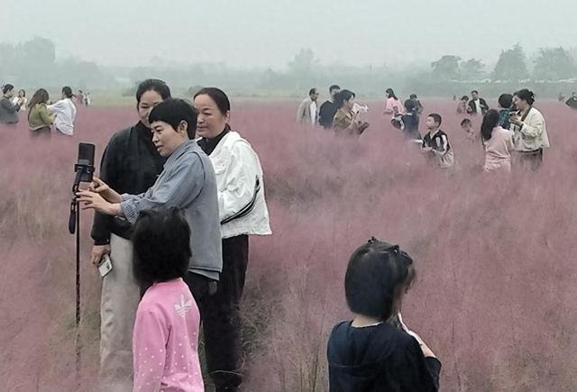 河南省平顶山白龟湖粉黛乱子草园成国庆网红打卡地