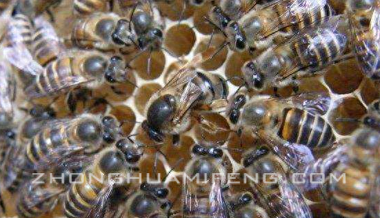 近亲优化基因（近亲交配与抗病力）