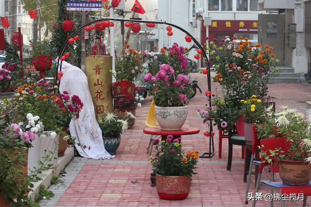 小区里的“菊展”，家门口的美景