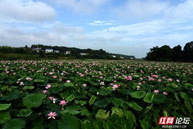 高清湖南丨荷香满村，山水为邻，走进汨罗这个静谧的村落