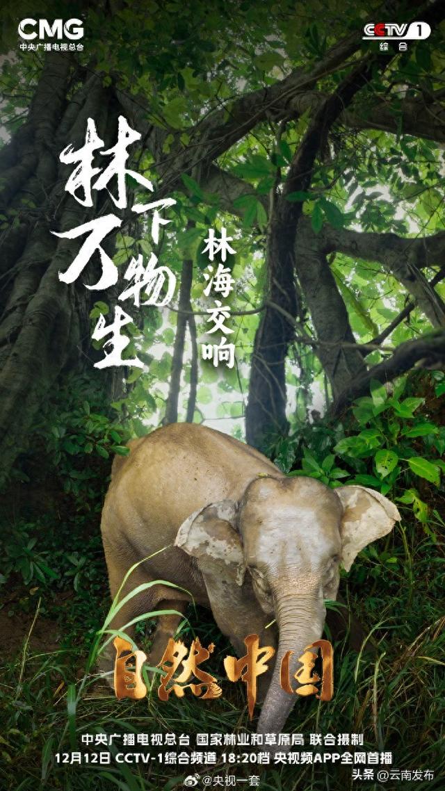 西双版纳雨林里的林海交响曲