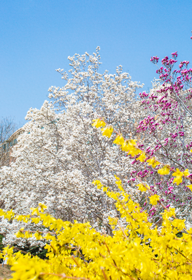 循着花香“走花路”！2026淄博淄博春日赏花日历来啦！