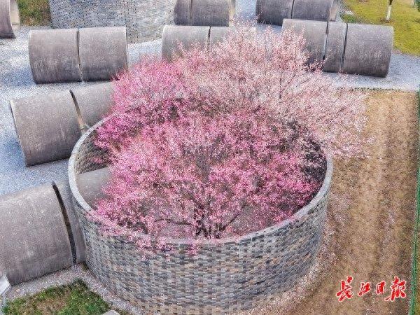 三梅争艳，武汉园博园藏着一只超级“花篮”