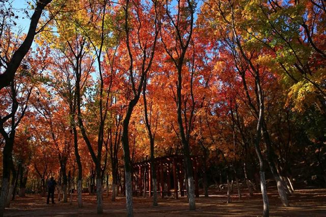 别再问周末去哪了！郑州这些宝藏公园不可错过→