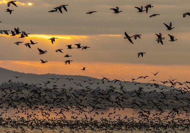 “乌秧乌秧”超壮观！“天上来客”为珲春送来限时美景