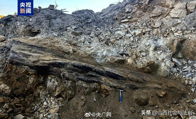 山西一工地发现2.9亿年前大型木化石