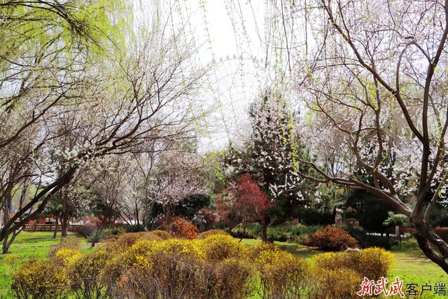 组图丨凉州植物园：春色满园关不住
