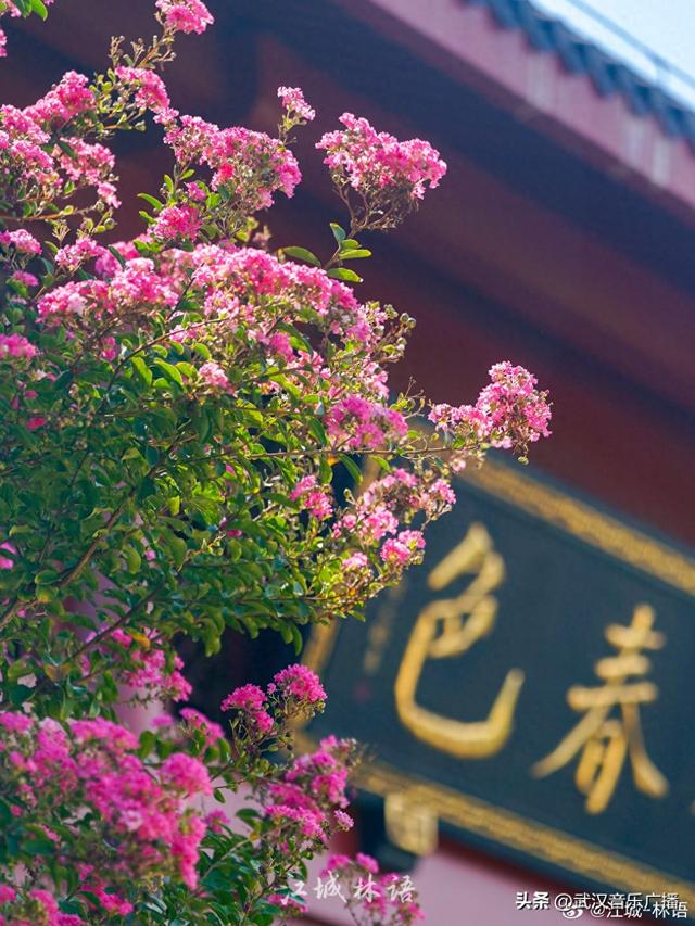 武汉“薇薇”一笑很倾城