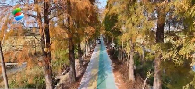 惠州冬季限定“焦糖色浪漫” 落羽杉成网红打卡风景线