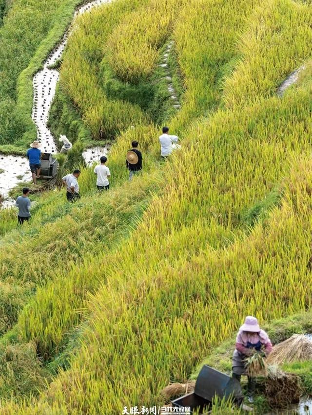跟着黄小西游贵州｜国庆想体验丰收游？贵州这三处“丰”景藏着秋日好滋味