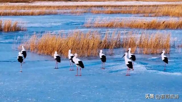 吉林这片6603公顷的净土，白鹤起舞如画中谪仙，秋天必去