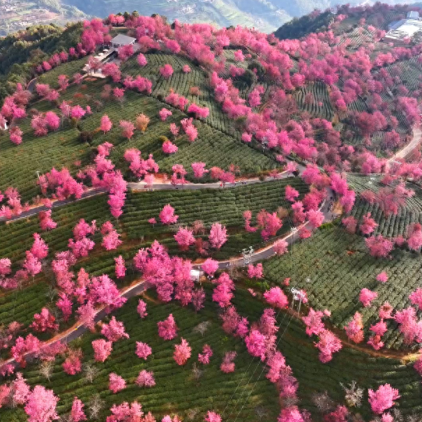 心动预警！大理这份粉色浪漫太治愈了