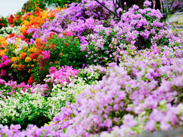 藏不住了！马岭千亩花海美成童话，福利门票免费送~