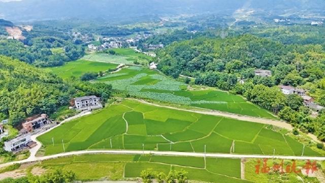 连江朱公村：“朱莲碧荷”迸发新活力
