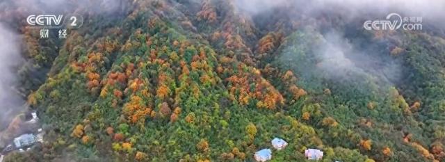 彩林温泉、观赛旅游、候鸟游客 热门新IP激活冬季文旅消费新“密码”