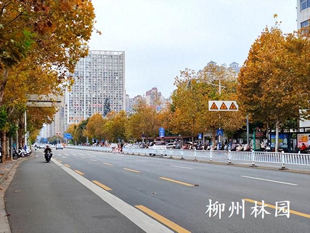 柳州街头梧桐进入最佳观赏期