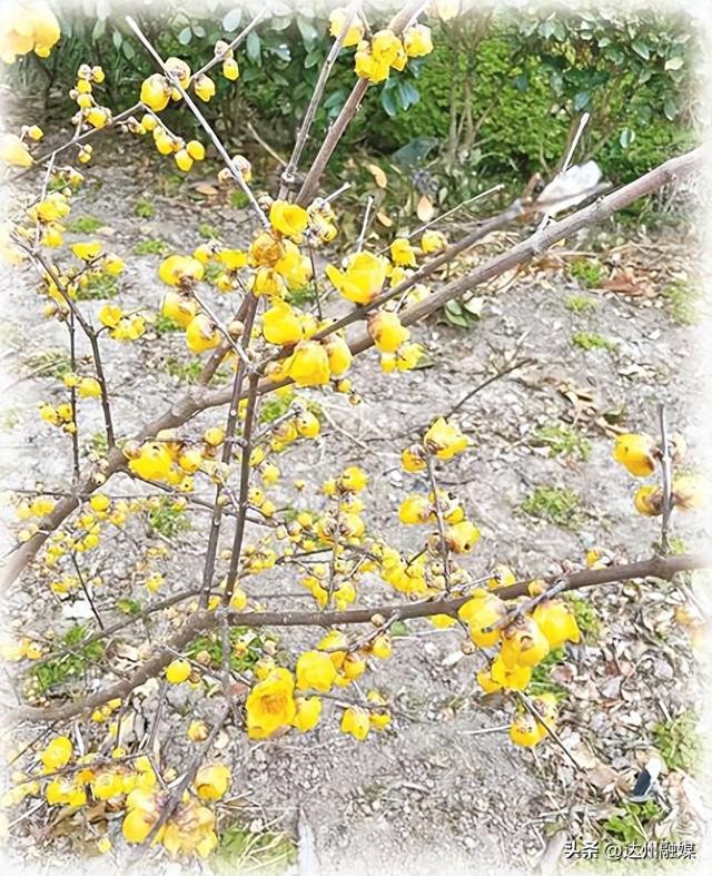 “pong”香！达州各大公园蜡梅竞相绽放~
