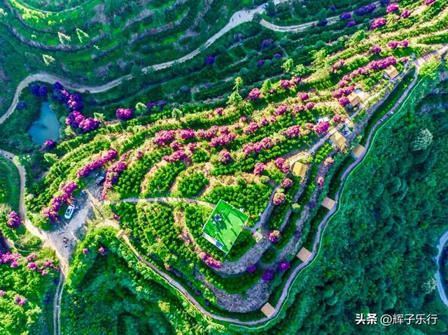 9月，广东潮州雾岽茶园“巴西牡丹”绽放，一场视觉嗅觉的盛宴