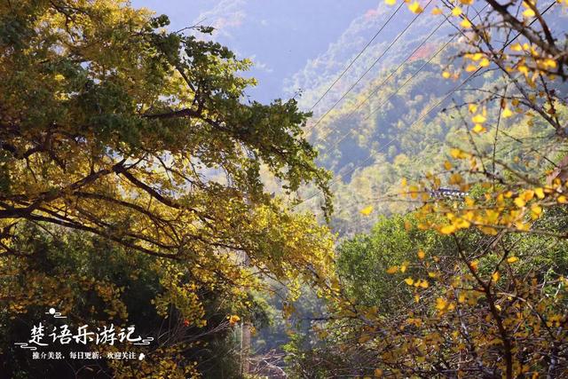 浙江宁波这里的多彩风景线，银杏和无患子树相互映衬，风景美如画