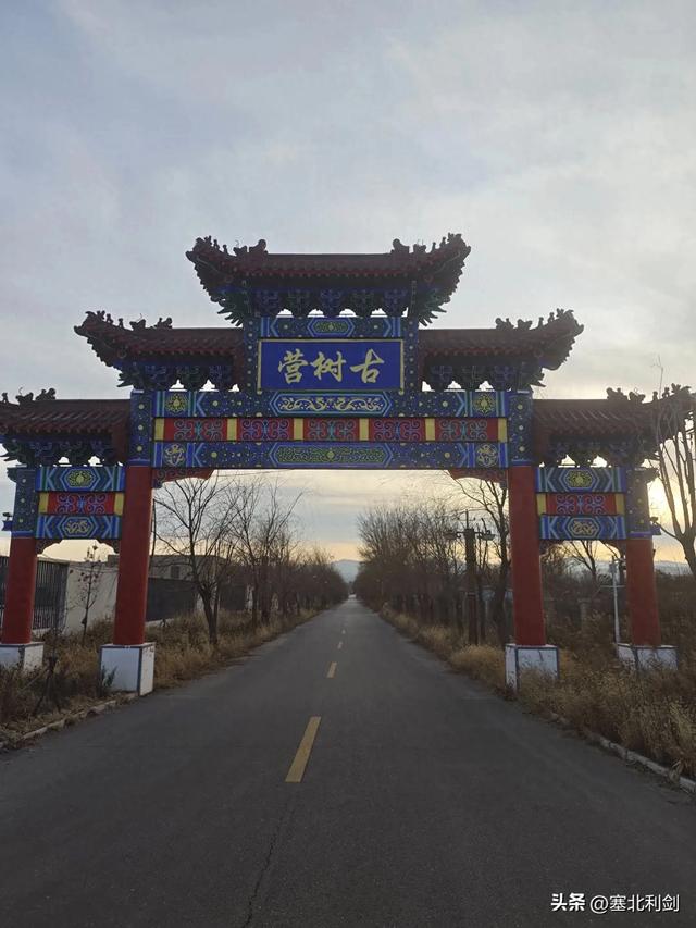 宣化古树营里觅古树