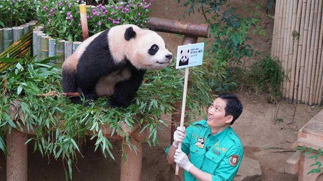 “全民吸猫”时代，熊猫何以成为顶流IP？
