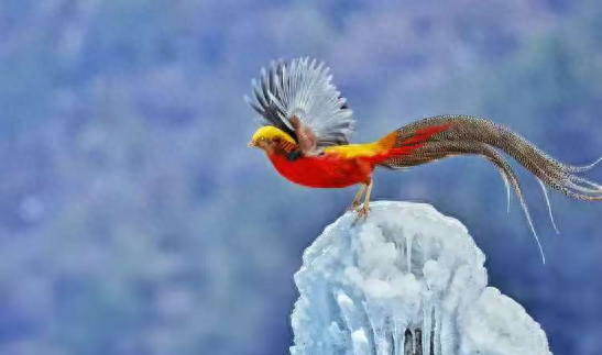 百鸟翔集绘生态画卷 大美卢氏邀您共赏