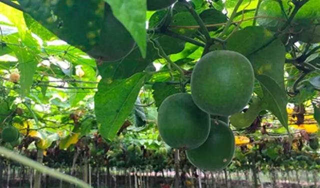 这种秋冬适合泡水喝的“宝藏果”，虽然甜却不升糖！千万别错过