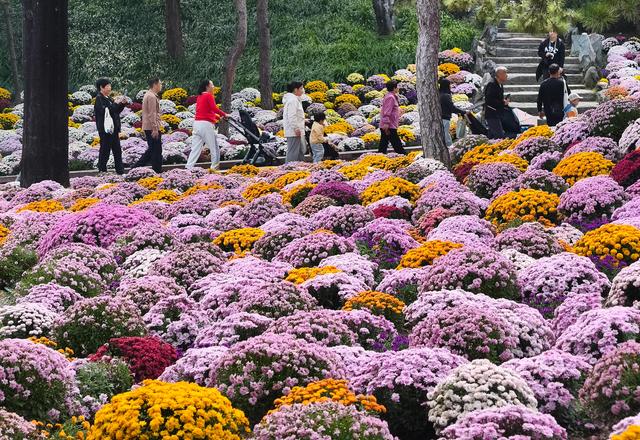 公园菊花绽放 市民打卡赏秋正当时