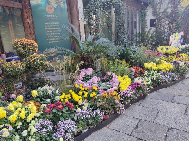 拱宸桥2025年菊花展掠影