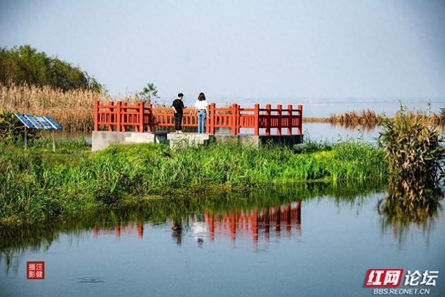 岁暖时刻丨慢享安乡珊珀湖时光：与候鸟相伴，遇见岁月静好