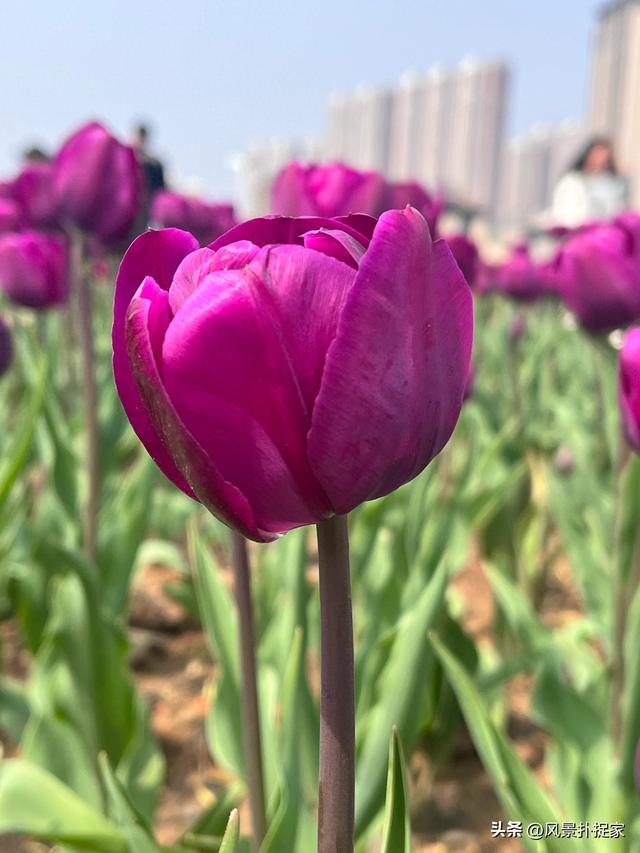 南昌马兰圩湿地公园郁金香花盛开，赏花圣地！