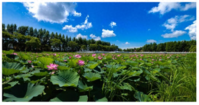 黑龙江方正县：“以莲为媒”探索生态文旅融合之路