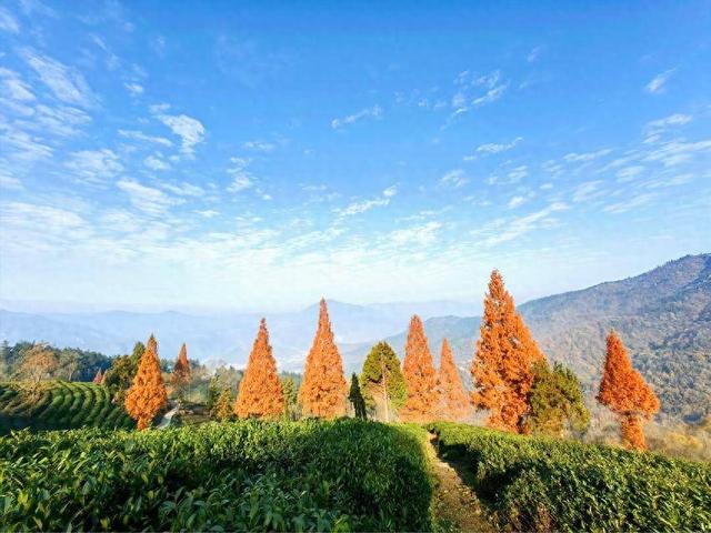 官山茶源赏景时