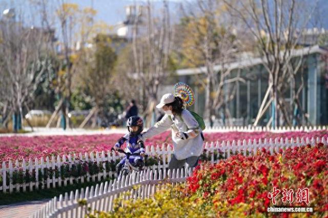 从蓝藻之困到海菜花开 大理洱海生态廊道成人与自然共生典范